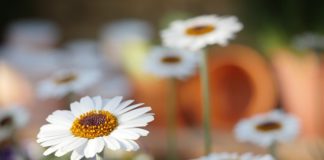 Rasowy czy "dachowy" ?