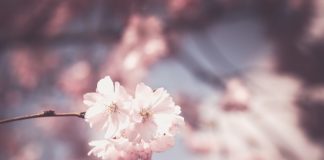 Popularność niektórych gatunków