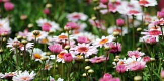 Ogród pełen naszych małych sprzymierzeńców