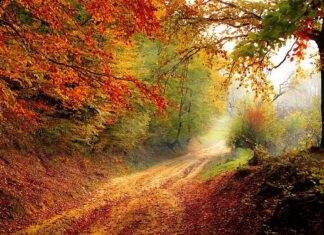 Jak nie zgubić się w lesie z telefonem?