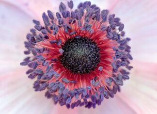 Kto miał grać Jacka Sparrowa?