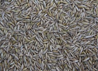 Gdzie jest produkowany nowy polonez?