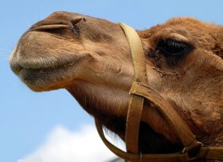 Do czego służy garb w kombinezonie?