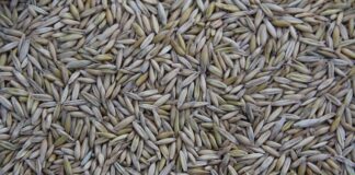 Gdzie są produkowane kombajny Claas?