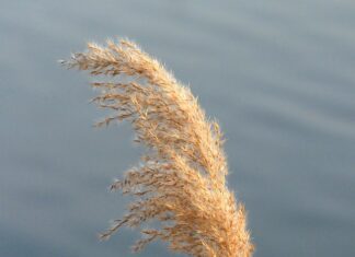 Czym się różnią felgi od kołpaków?