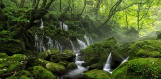 Z jakiego regionu Polski pochodzi polonez?