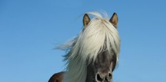 Ile koni ma CF Moto 850?