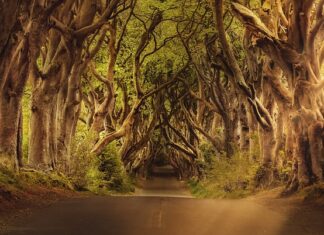 Jak wyznaczyć kierunek północny bez kompasu?