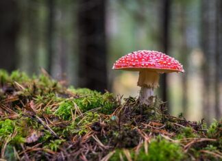 Czy Niemka to grzyb jadalny?