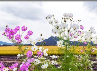 Ile kosztują prawdziwe kombajny?