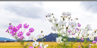 Który z kombajnów jest lepszy Claas Czy John Deere?