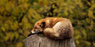 Co pokazuje czerwona strzałka na kompasie?