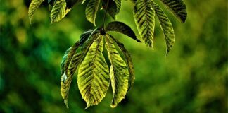 Od czego zależy wielkość głowy?