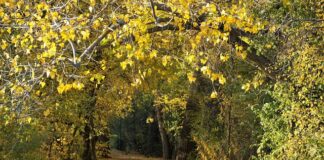 Dlaczego świecą się zapada?