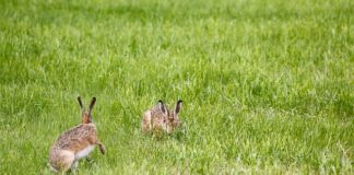 Jak sprawdzić lampę solarną?