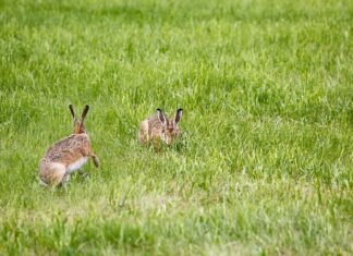 Jak sprawdzić lampę solarną?