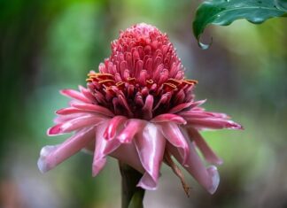 Co trzeba zrobić żeby pochodnia świeciła w Minecraft?