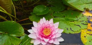 Czy podkładki na stół można prać w pralce?