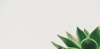 Jaka minimalna głębokość oczka wodnego dla ryb?