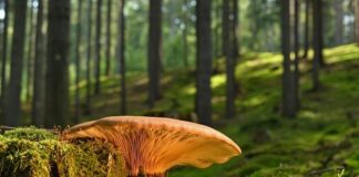 Czy grzyb i pleśń to to samo?