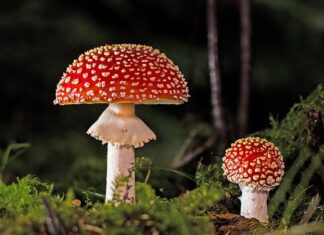 Jak wietrzyć mieszkanie żeby nie było grzyba?