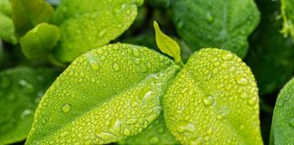 Co pochłania wilgoć domowe sposoby forum?