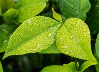 Co pochłania wilgoć domowe sposoby forum?