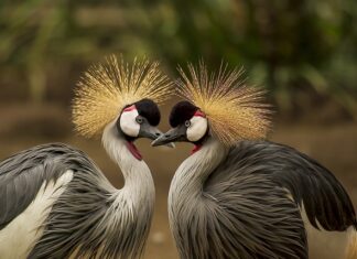 Jak się pierze filc?