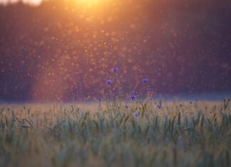 Czy lampa naftowa odstrasza komary?