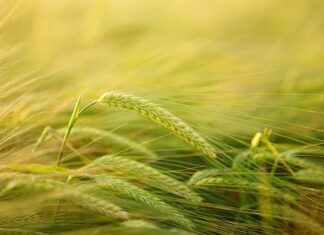 Czy skrobia ziemniaczana i mąka ziemniaczana to to samo?