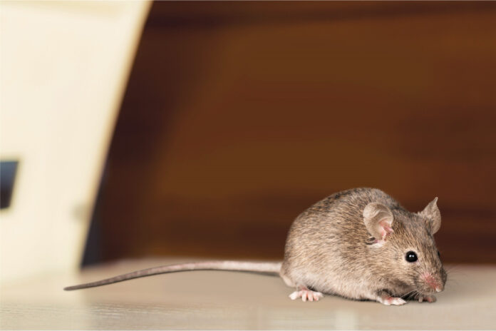Czym skutecznie odstraszyć myszy